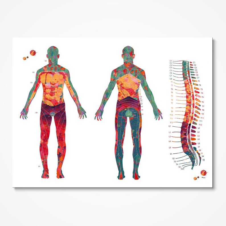 Carte anatomique du dermatome (affiche) | Décoration pour cabinet de kinésithérapie | Cadeau pour kinésithérapeute image 2