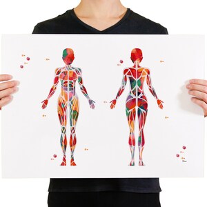 Pu&ograve; includere: Un'illustrazione ad acquerello del sistema muscolare umano. Le viste anteriore e posteriore del corpo sono mostrate con dettagli colorati dei muscoli.