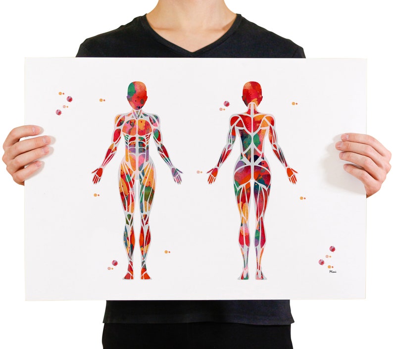 Pu&ograve; includere: Un'illustrazione ad acquerello del sistema muscolare umano. Le viste anteriore e posteriore del corpo sono mostrate con dettagli colorati dei muscoli.