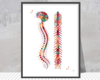 Spine watercolor print anatomy art spinal cord poster vertebral column print medical art skeletal Vertebrae illustration spine art prints