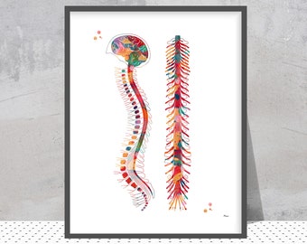 Spine Watercolor Print | Vertebral Column Anatomy Art