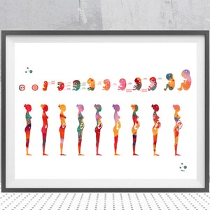 Etapas del embarazo Impresión de acuarela Arte médico Póster de desarrollo fetal Impresión de edad gestacional del feto Impresión de ginecología Obstetricia