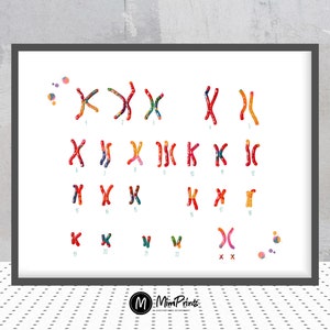 Female Chromosome idiogram watercolor print human karyotype genetic art print biology art female chromosomes pair double X poster