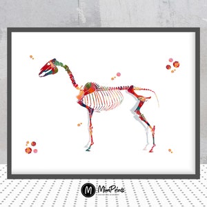 Horse Skeleton Watercolor Print Veterinary Art Horse Anatomy Horse Skeletal System Print Veterinary Clinic Wall Art Veterinary Art Gift