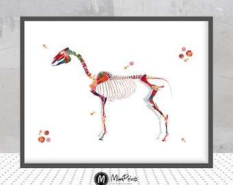 Horse Skeleton Watercolor Print Veterinary Art Horse Anatomy Horse Skeletal System Print Veterinary Clinic Wall Art Veterinary Art Gift