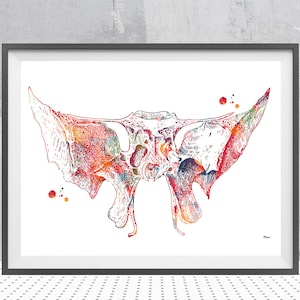 Sphenoid Bone Watercolor Print Medical Art Poster Cranium Bones Anatomy Print Middle Cranial Bones Sphenoid Poster Anatomy Art Gift