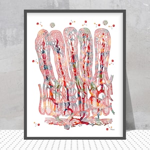 Intestine Watercolor Print Intestinal Villi Anatomy Art Poster Digestive System Organs Illustration Small Intestine Print Villi  Medical Art
