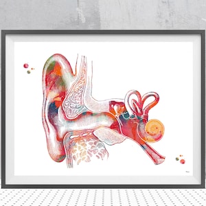 Outer Ear Print | ENT Art | Otology Clinic Decor
