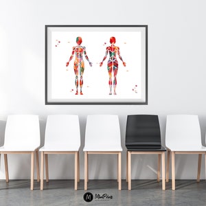 Pu&ograve; includere: Un'illustrazione incorniciata del sistema muscolare umano, che mostra i muscoli di una figura maschile e femminile in uno stile astratto e colorato. L'illustrazione &egrave; esposta in un ambiente di sala d'attesa con cinque sedie.