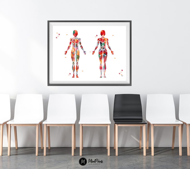 Pu&ograve; includere: Un'illustrazione incorniciata del sistema muscolare umano, che mostra i muscoli di una figura maschile e femminile in uno stile astratto e colorato. L'illustrazione &egrave; esposta in un ambiente di sala d'attesa con cinque sedie.