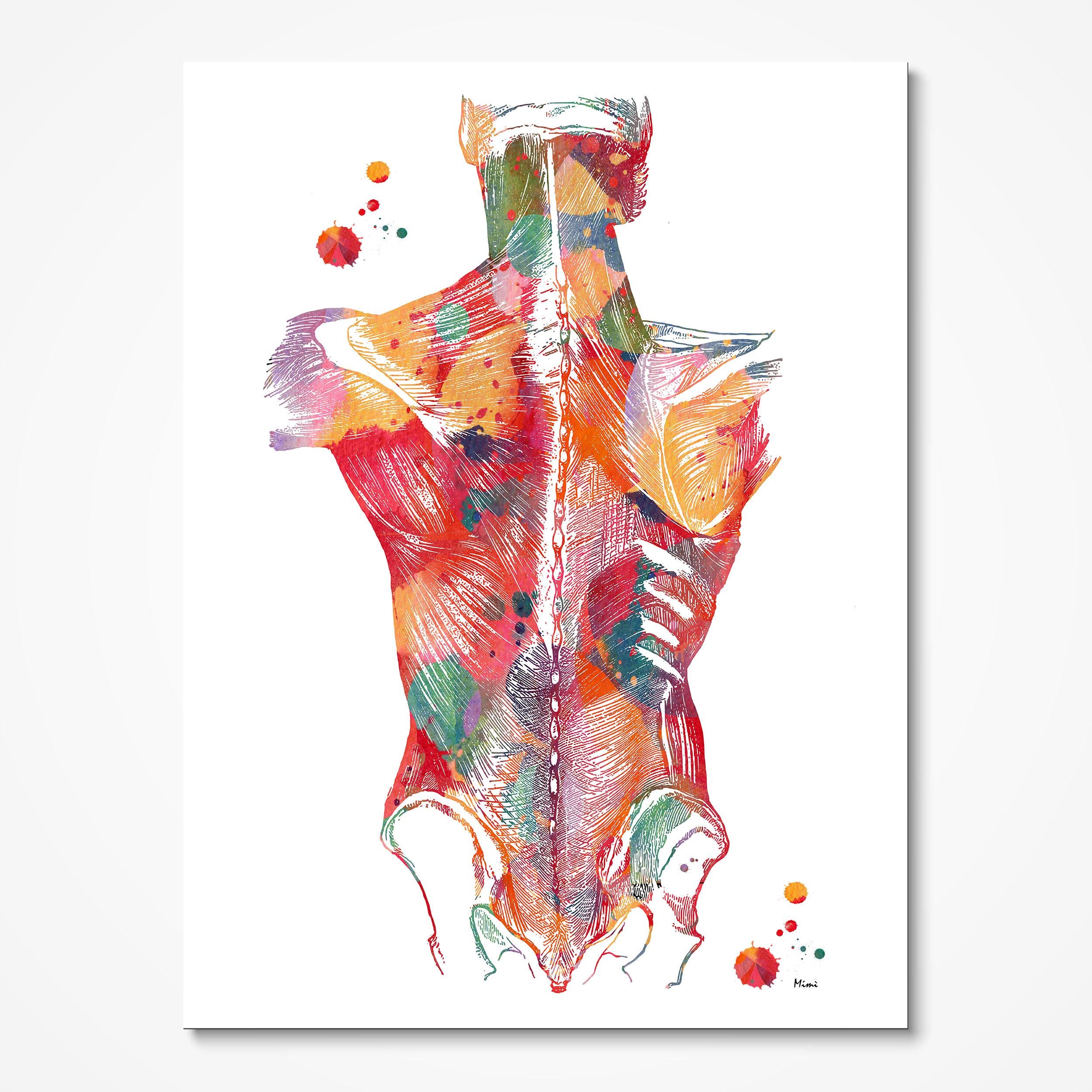 Muscles of Back Anatomy Print Muscles of the Human Trunk Poster