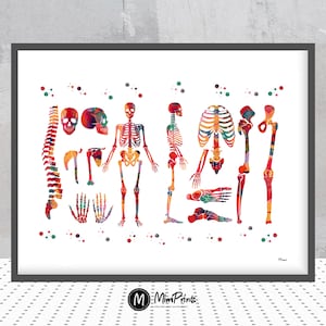 Human Body skeletal system watercolor print anatomy art medical art poster human skeleton structure print skeleton and bones illustration