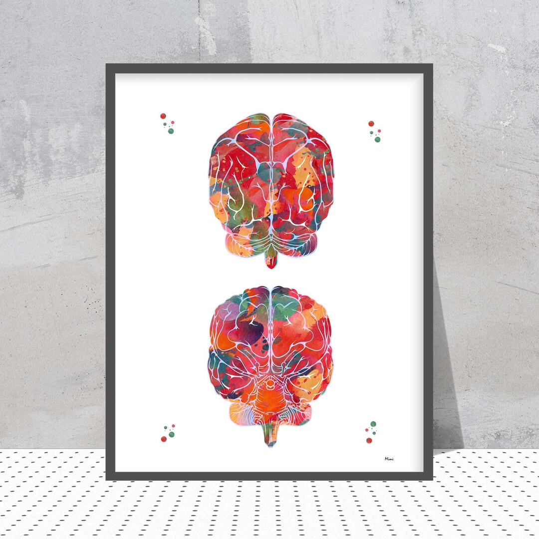 Brain Anatomy Watercolor Print Showing the Front and the Back View of ...