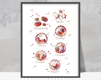Lámina de acuarela de glóbulos rojos con etiquetas / Arte de biología celular / Decoración para laboratorio de análisis