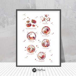 Anatomia krwinek wydruk akwarelowy plakat hematologiczny czerwone krwinki biologia malarstwo wydruk ilustracja medyczna sztuka hematologa prezent