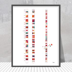 May include: A colorful illustration of a human chromosome. The chromosome is divided into two parts, each with a series of bands of different colors. The bands represent different genes on the chromosome. The chromosome is labeled with the number "11" and the word "Mini".