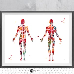 Male Muscular System Print Anatomy Of The Skeletal Muscles Poster Chiropractic Watercolor Physiotherapist Clinic Wall Decor