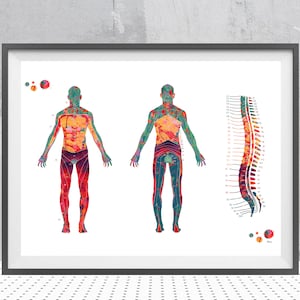 Dermatom Posterdruck Poster Spine Sensory Nerves Poster Spine Wirbel und Dermatome medizinisch Orthopädie Anatomie Kunst Wanddeko Geschenk
