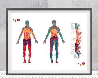 Dermatome Map Watercolor Print, Spinal Sensory Nerves, Orthopedy Art