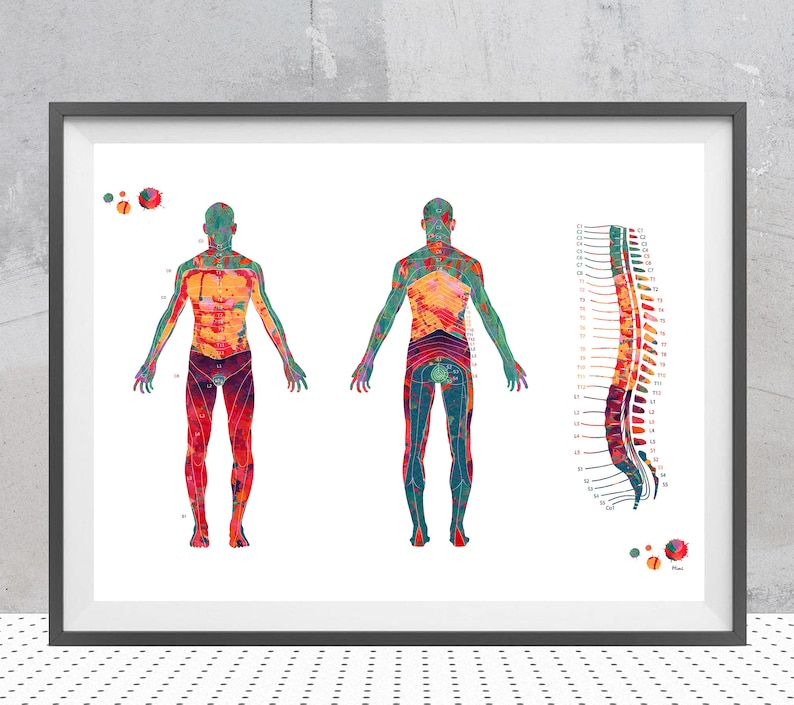 Peut inclure: Une illustration anatomique color&eacute;e du corps humain, montrant la moelle &eacute;pini&egrave;re et ses racines nerveuses correspondantes. L'illustration est r&eacute;alis&eacute;e dans un style aquarelle avec des couleurs vives.