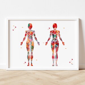 Pu&ograve; includere: Un'illustrazione ad acquerello del sistema muscolare umano, che mostra le viste anteriore e posteriore del corpo. I muscoli sono rappresentati in tonalit&agrave; di rosso, arancione, giallo e rosa.