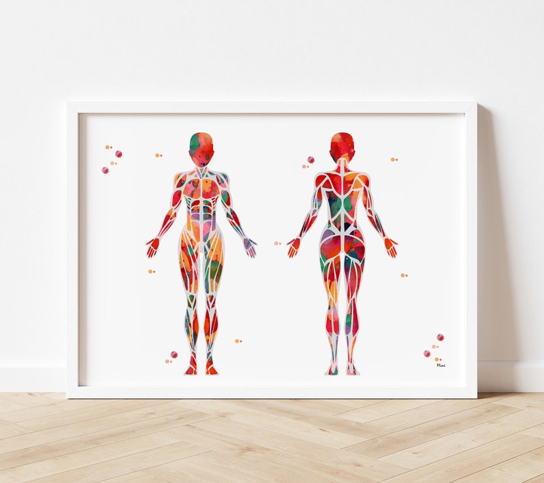 Pu&ograve; includere: Un'illustrazione ad acquerello del sistema muscolare umano, che mostra le viste anteriore e posteriore del corpo. I muscoli sono rappresentati in tonalit&agrave; di rosso, arancione, giallo e rosa.