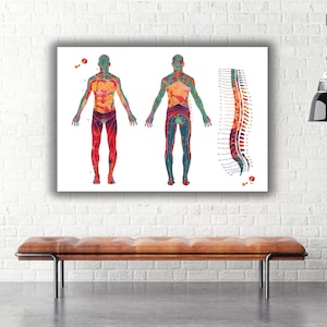Carte anatomique du dermatome (affiche) | Décoration pour cabinet de kinésithérapie | Cadeau pour kinésithérapeute image 5