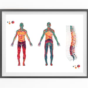Peut inclure: Une illustration anatomique color&eacute;e du corps humain, montrant la moelle &eacute;pini&egrave;re et les voies nerveuses. L'illustration est r&eacute;alis&eacute;e dans un style aquarelle avec des couleurs vives.