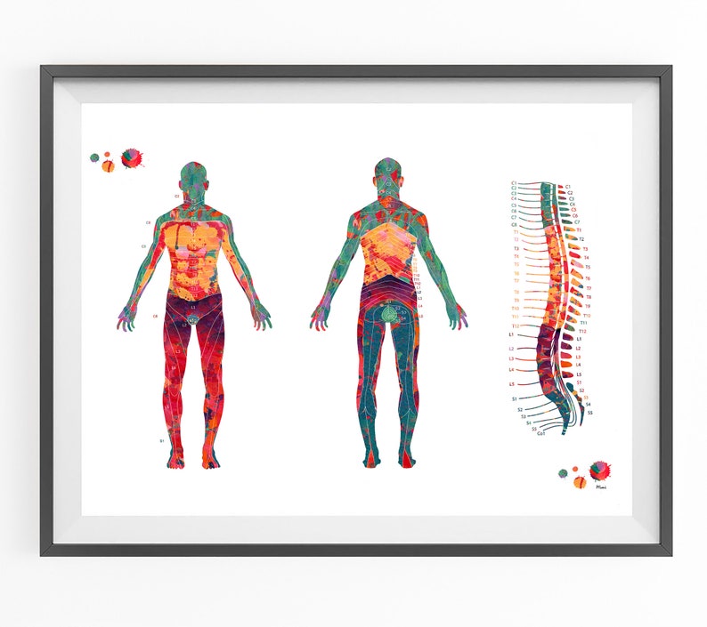 Peut inclure: Une illustration anatomique color&eacute;e du corps humain, montrant la moelle &eacute;pini&egrave;re et les voies nerveuses. L'illustration est r&eacute;alis&eacute;e dans un style aquarelle avec des couleurs vives.