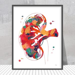 Przekrój nerki, akwarela, plakat z anatomią nerki, urologia, ilustracja przekroju nerki, dekoracja ścienna ze sztuką medyczną, prezent artystyczny na przeszczep nerki