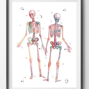 Human Skeleton Watercolor Print Skeletal System Poster Anatomy Art ...