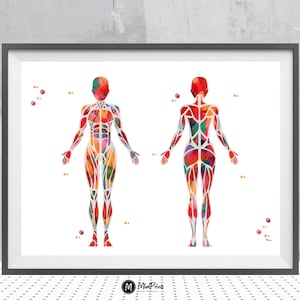 Female Muscular System Print Skeletal Muscles Anatomy Chiropractice Print Physiotherapist Clinic Wall Decor