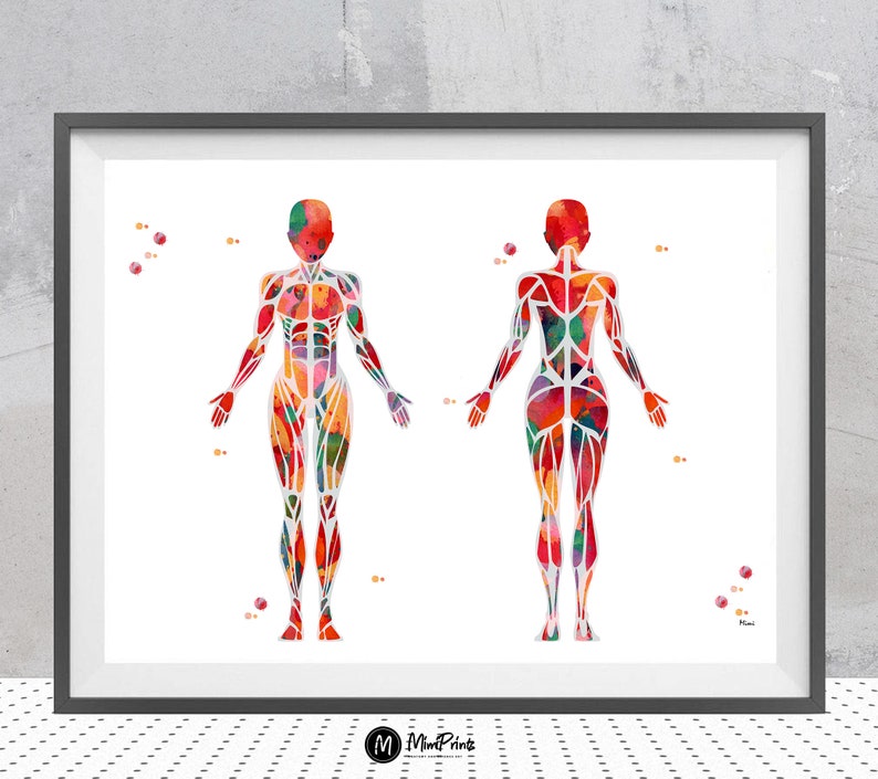 Pu&ograve; includere: Un'illustrazione ad acquerello del sistema muscolare umano. L'immagine mostra le viste anteriore e posteriore del corpo di una persona con i muscoli evidenziati in varie tonalit&agrave; di rosso, arancione, giallo, verde e blu.