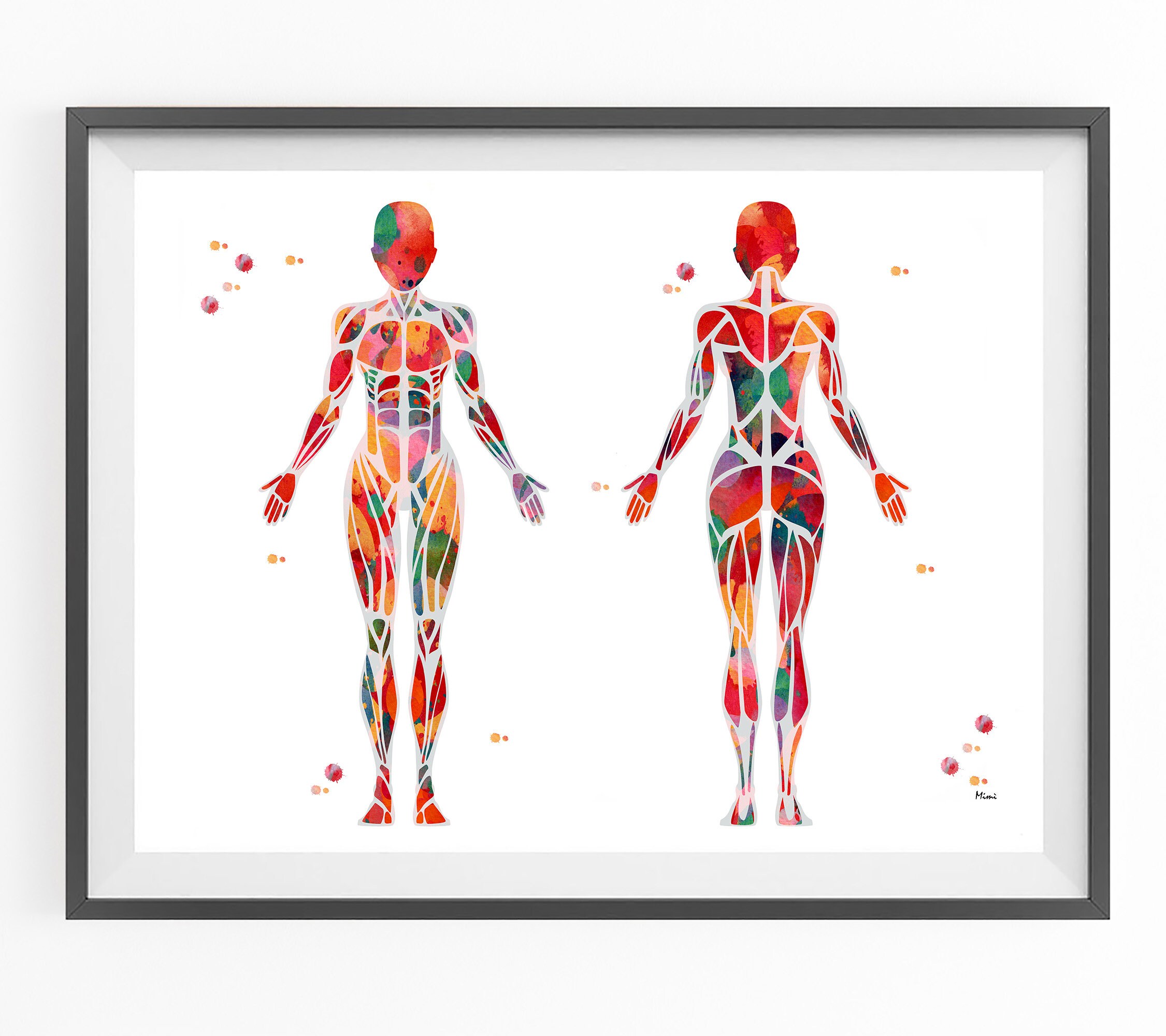 Female Muscular System Watercolor Print Anatomy Art Female Etsy Singapore