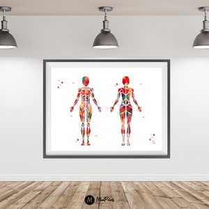 Pu&ograve; includere: Un'illustrazione ad acquerello del sistema muscolare umano. L'immagine mostra le viste anteriore e posteriore del corpo, con i muscoli evidenziati in varie tonalit&agrave; di rosso, arancione, giallo e blu.