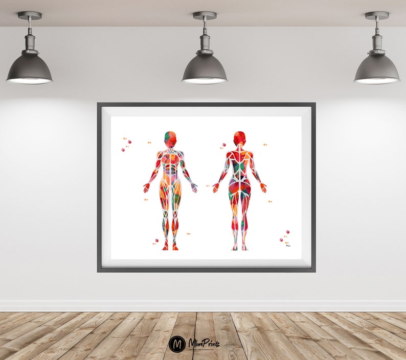Pu&ograve; includere: Un'illustrazione ad acquerello del sistema muscolare umano. L'immagine mostra le viste anteriore e posteriore del corpo, con i muscoli evidenziati in varie tonalit&agrave; di rosso, arancione, giallo e blu.