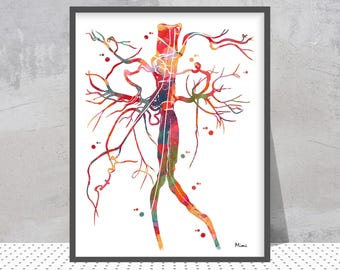 Könnte beinhalten: Ein gerahmter Aquarelldruck einer stilisierten anatomischen Illustration. Das Kunstwerk zeigt eine zentrale, vertikale Struktur mit verzweigten Linien in Rot-, Orange-, Gelb- und Blautönen, die einem Gefäßsystem ähneln. Der Druck ist auf weißem Papier.