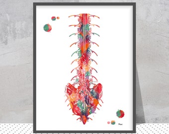 Spine Anatomy Print The Lower Spinal Cord With Cauda Equina And Conus Medullaris Syndromes Vertebral Column Watercolor Medical Art Gift