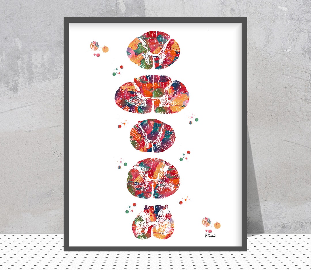 Watercolor Spinal Cord Section | Neurology Art | Neuro Clinic Decor ...