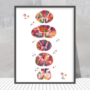 脊髄解剖図 脊髄断面水彩画 頸椎 胸椎 背椎 腰椎 仙椎 神経根付き詳細