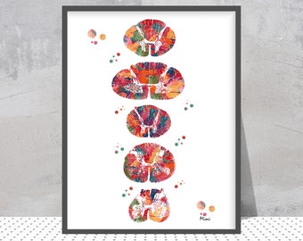 Watercolor Spinal Cord Section | Neurology Art | Neuro Clinic Decor | Neurologist Gift