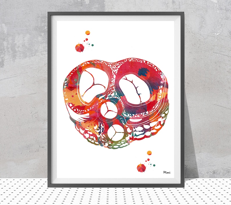 May include: A watercolor painting of a human heart in shades of red, orange, yellow, and blue. The heart is depicted in a realistic anatomical style, with the chambers and valves visible. The painting is set against a white background.