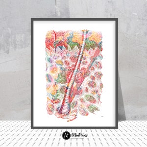 Skin Anatomy Print Human Epidermis and Hair Medical Art Poster Skin Tissue sebaceous glands Integumentary System watercolor dermatology art