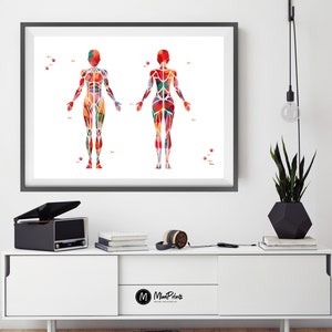 Pu&ograve; includere: Un'illustrazione ad acquerello del sistema muscolare umano, che mostra le viste anteriore e posteriore del corpo. I muscoli sono rappresentati in varie tonalit&agrave; di rosso, arancione, giallo, verde e blu.