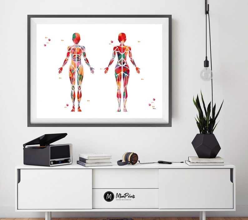 Pu&ograve; includere: Un'illustrazione ad acquerello del sistema muscolare umano, che mostra le viste anteriore e posteriore del corpo. I muscoli sono rappresentati in varie tonalit&agrave; di rosso, arancione, giallo, verde e blu.