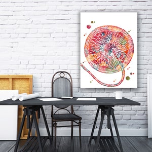 Placenta Pregnancy Print Umbilical Cord Poster OB-GYN Anatomy Art Fetus ...