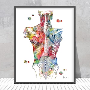 Back Muscles Print Anatomy OfTthe Human Back and Trunk Poster Human Body Male Skeletal Muscles Medical Art Chiropractic Clinic Decor