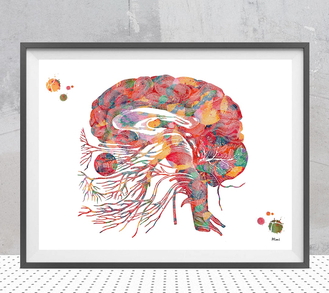 Cranial Nerves Watercolor Print Anatomy Art Cranial Nerves and ...