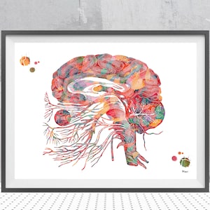 Cranial Nerves Watercolor Print Anatomy Art Cranial Nerves and Brainstem Diagram olfactory optic nerves Neurology Neuroscience Print