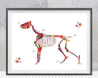 Dog skeletal system watercolor print dog anatomy veterinary art canine skeleton structure print dog skeleton and bones illustration